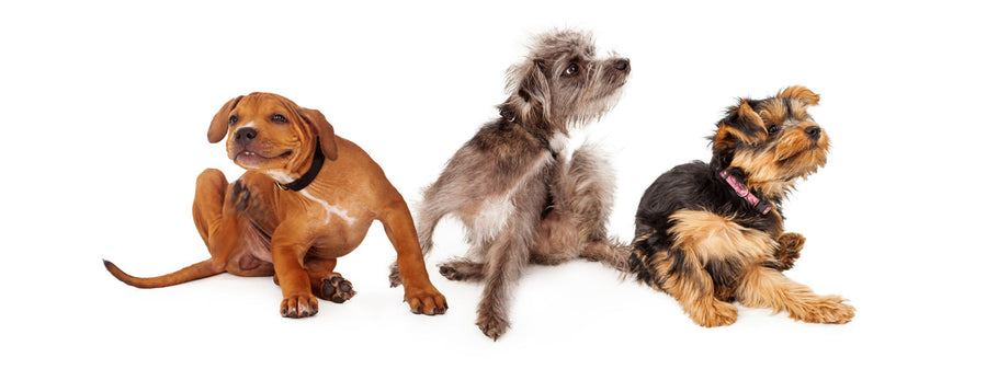Three young dogs sitting together on a white background and scratching