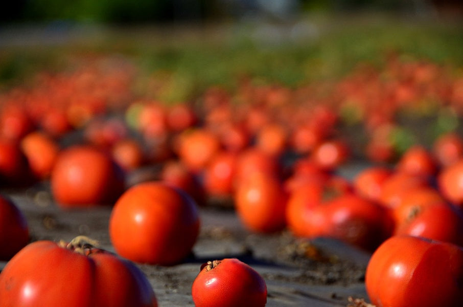 Study Finds Farm-Level Food Waste is Much Worse Than We Thought