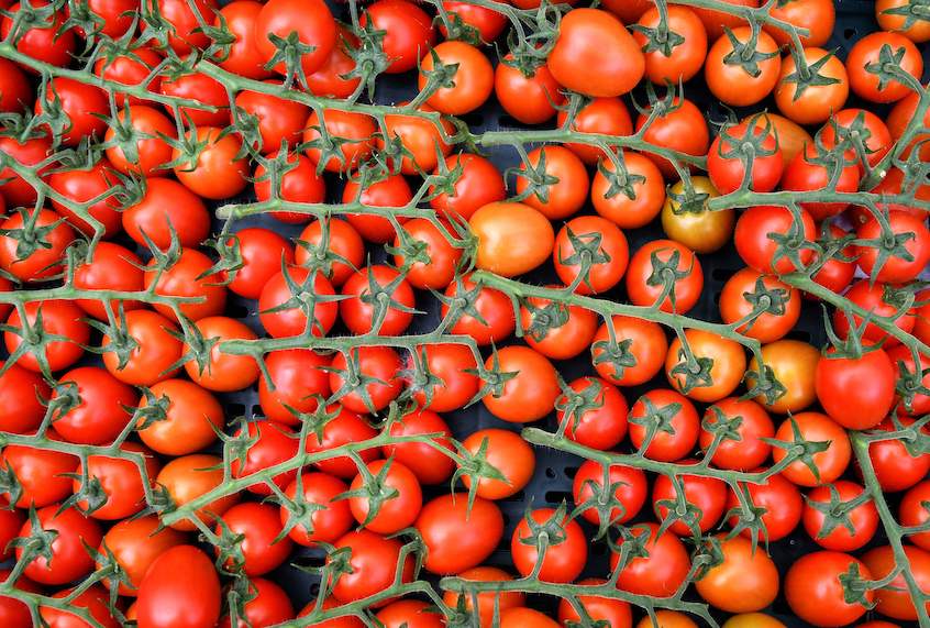 Study finds farm-level food waste is much worse than we thought